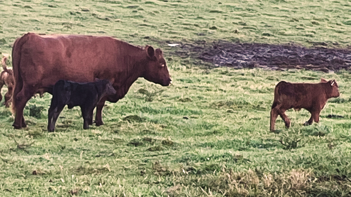 Slabaugh Farms | Fresh, Farm-Raised Beef & Local Meats